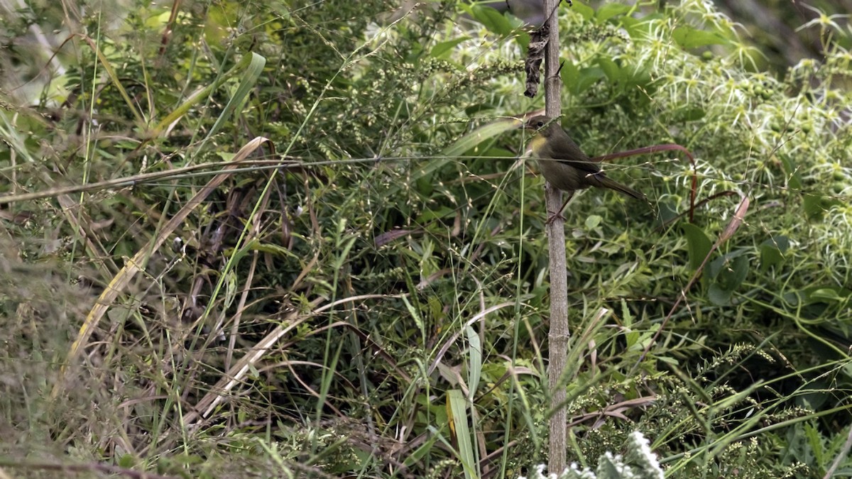 Common Yellowthroat - ML642460071