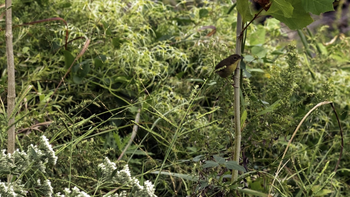 Common Yellowthroat - ML642460073