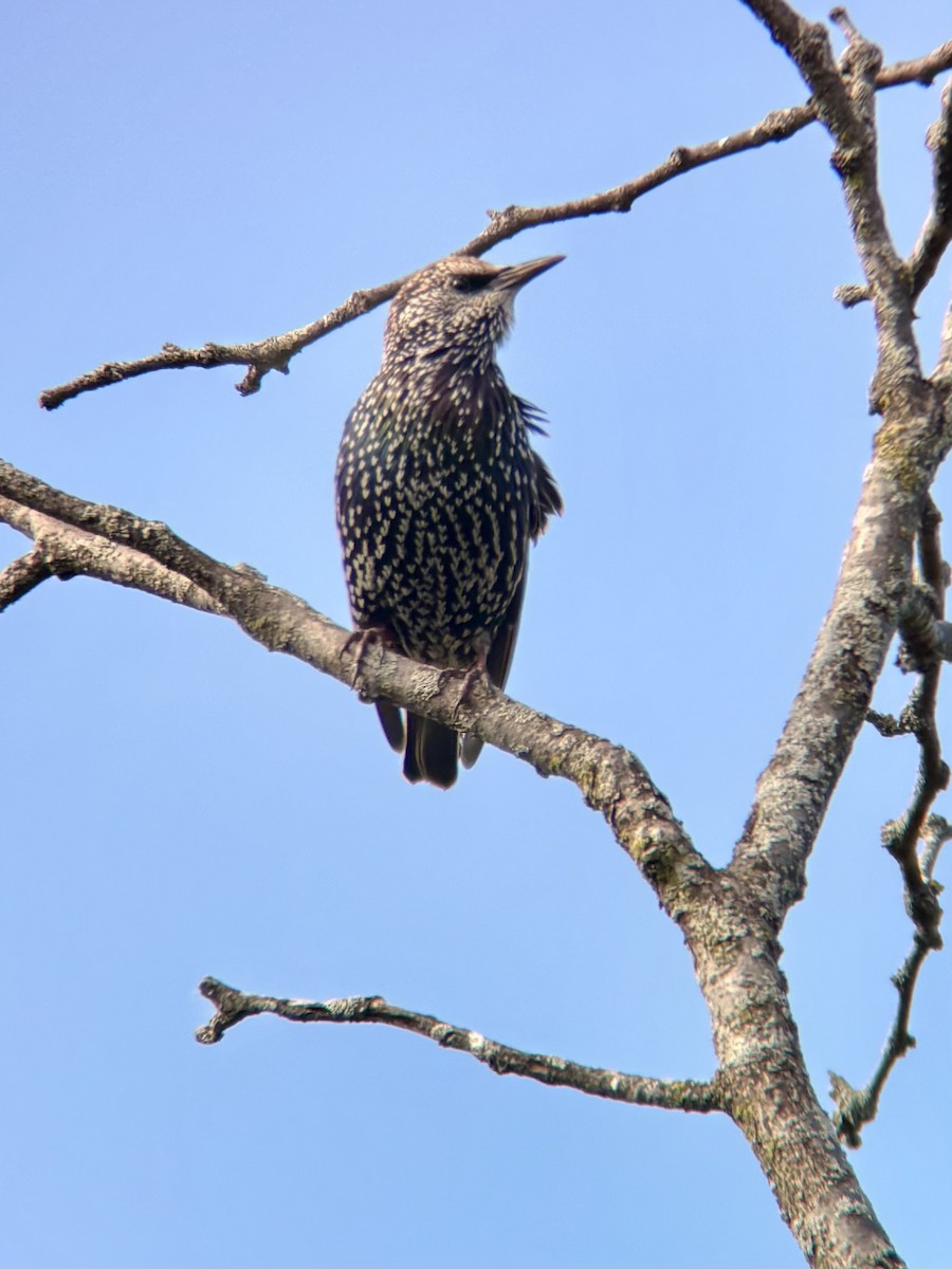 European Starling - ML642460097