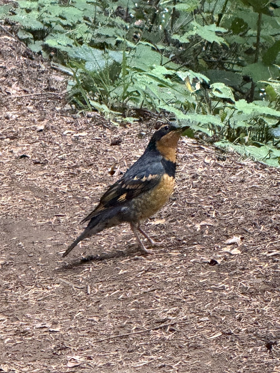 Varied Thrush - ML642460110