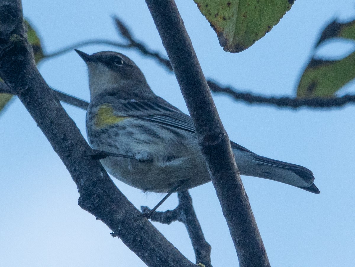 Yellow-rumped Warbler - ML642460159