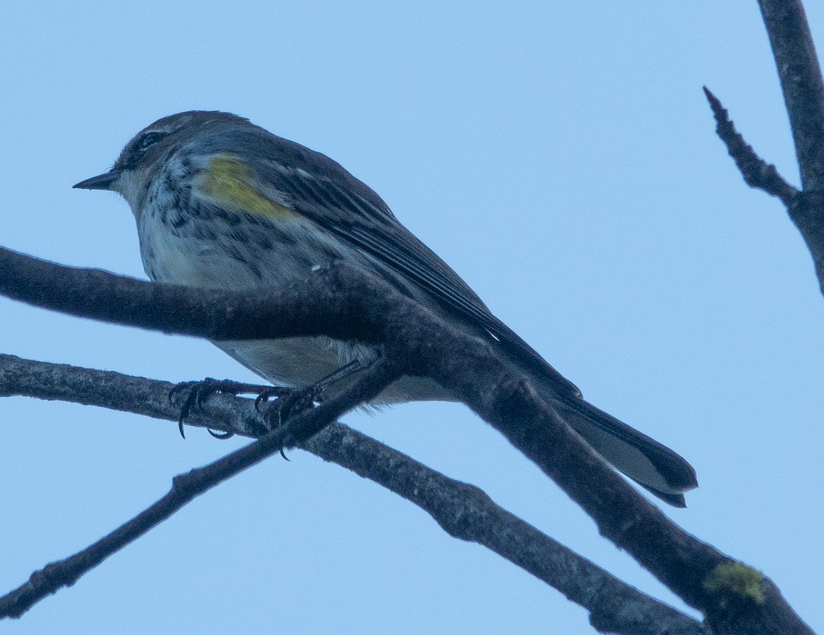 Yellow-rumped Warbler - ML642460160