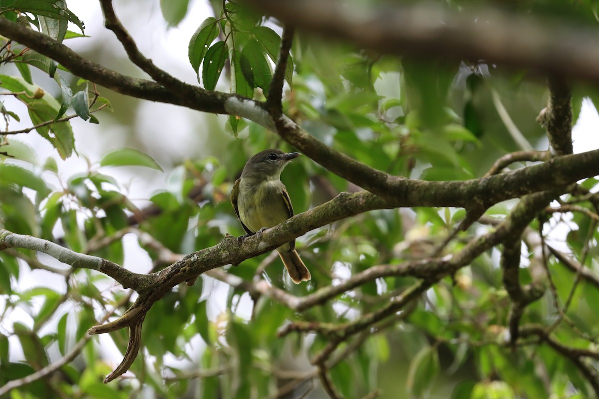 White-winged Becard - ML642460182