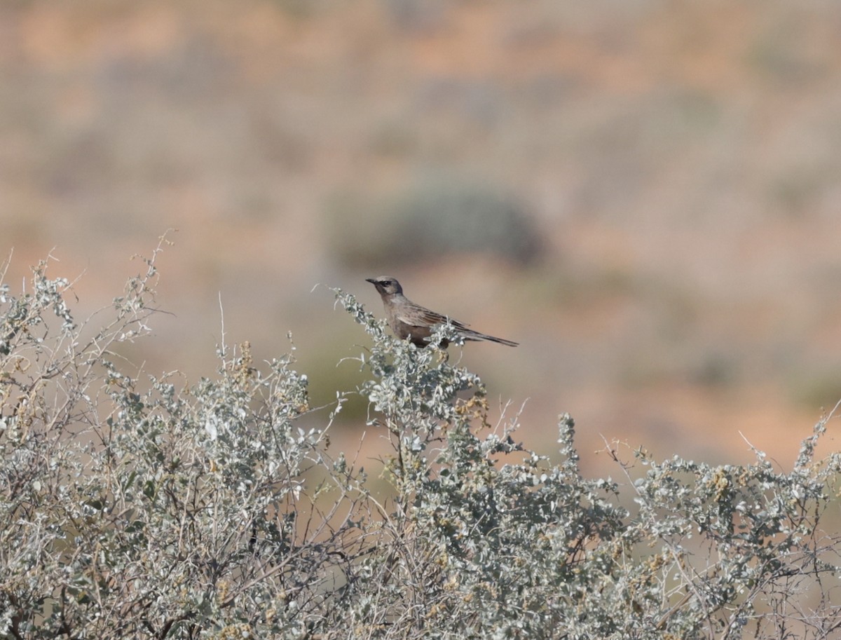 Brown Songlark - ML642460195