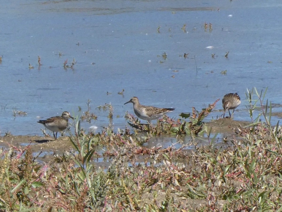 Орог элсэг - ML642460213