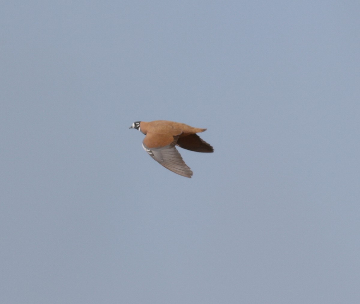 Flock Bronzewing - ML642460214