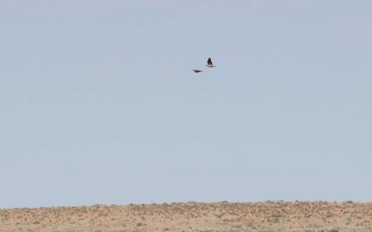 Flock Bronzewing - ML642460215
