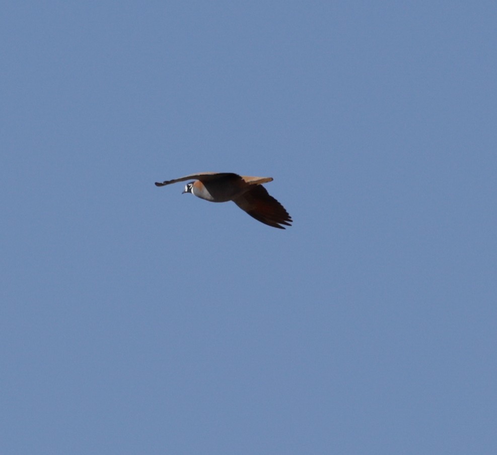 Flock Bronzewing - ML642460216