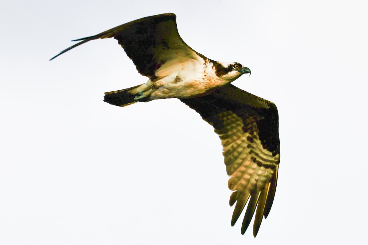 Balbuzard pêcheur - ML642460237
