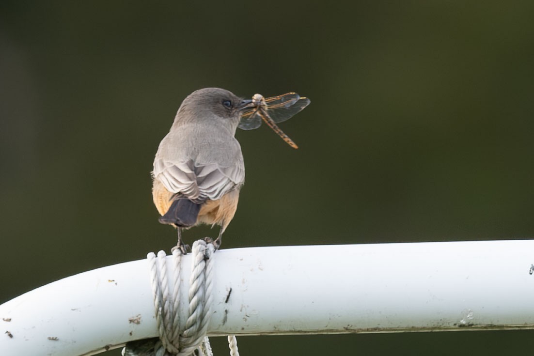 Say's Phoebe - ML642460279