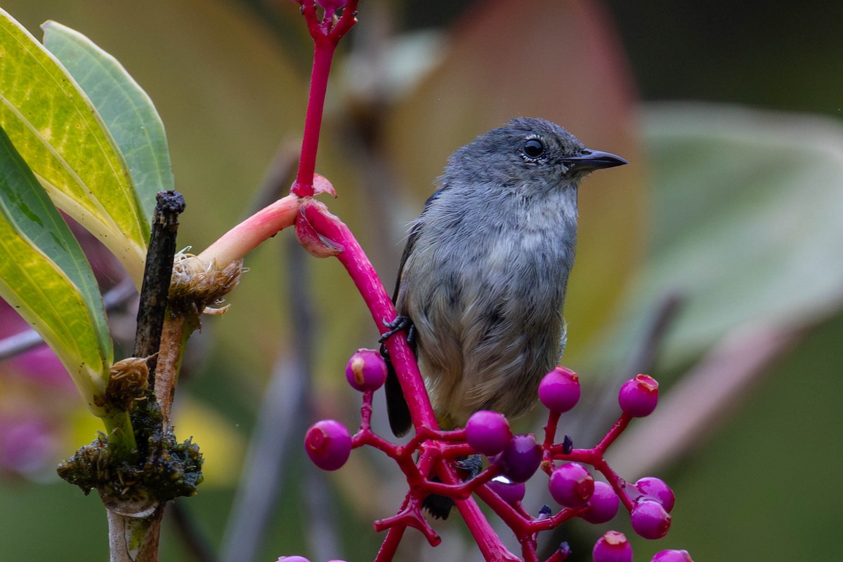 Black-sided Flowerpecker - ML642460280