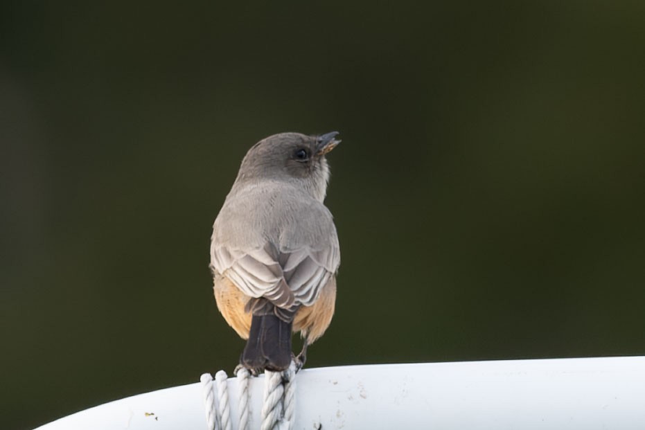 Say's Phoebe - ML642460284