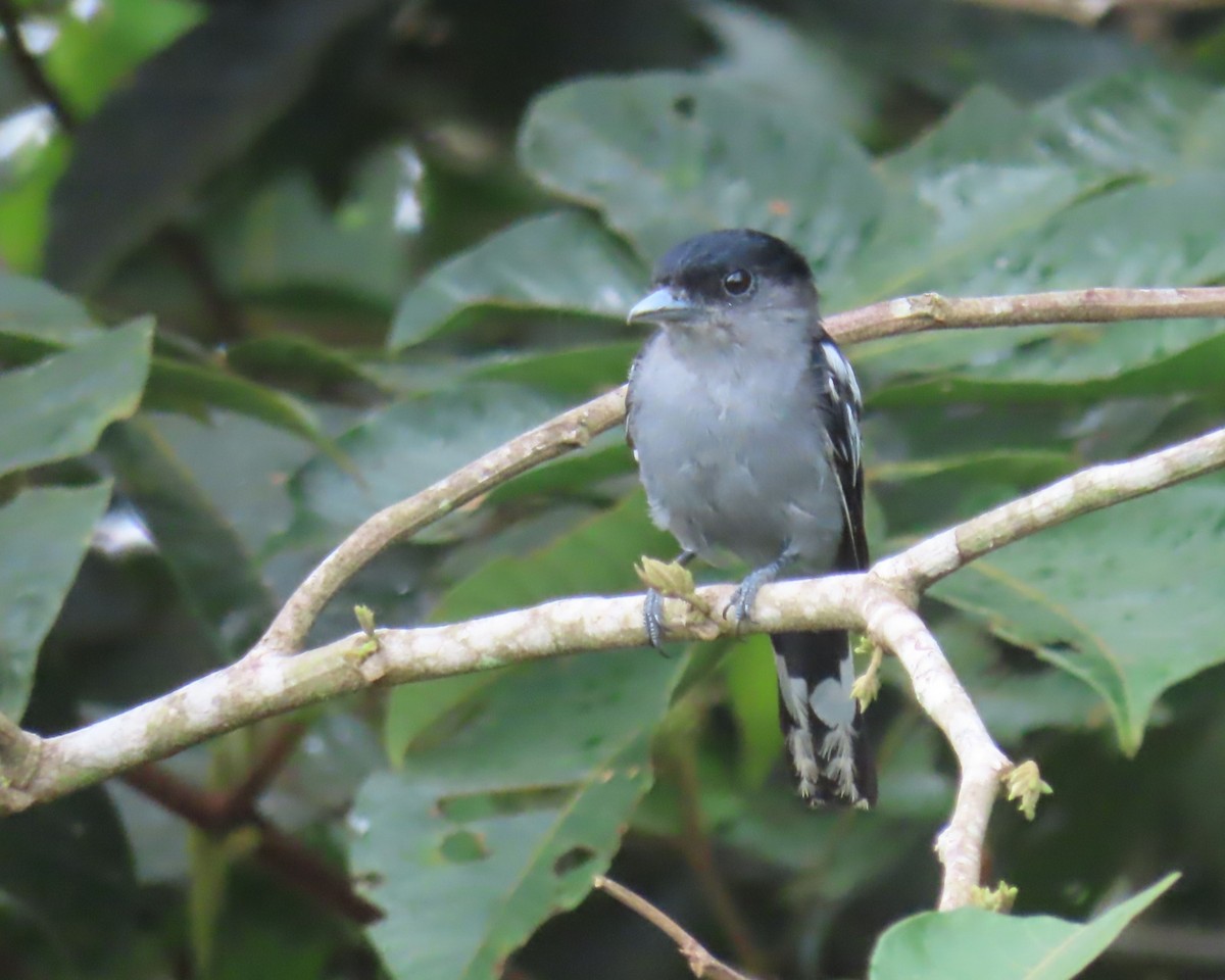White-winged Becard - ML642460286