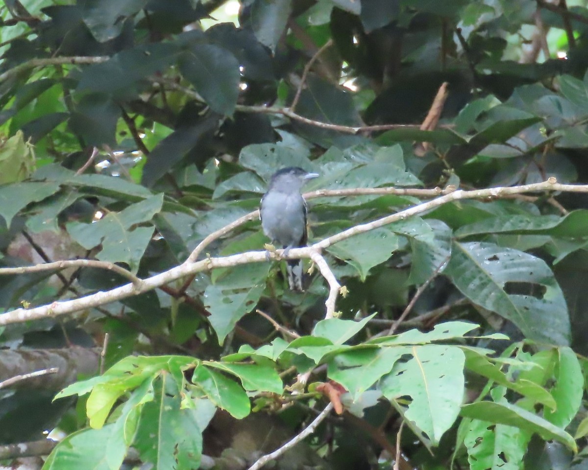 White-winged Becard - ML642460319