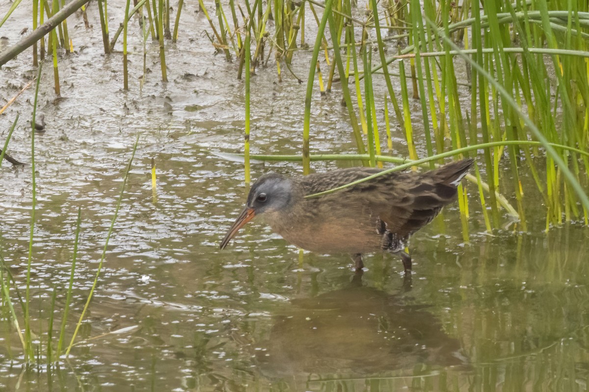 Virginia Rail - ML642460356