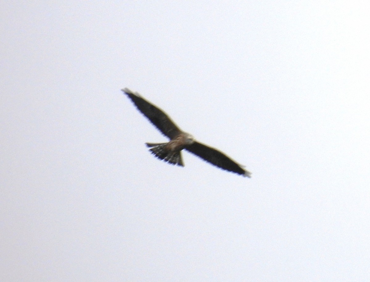 Mississippi Kite - ML642460365