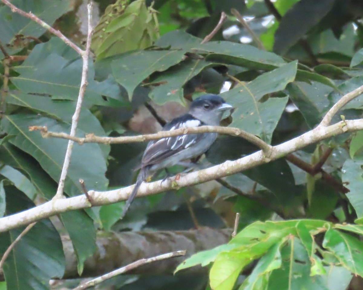 White-winged Becard - ML642460376