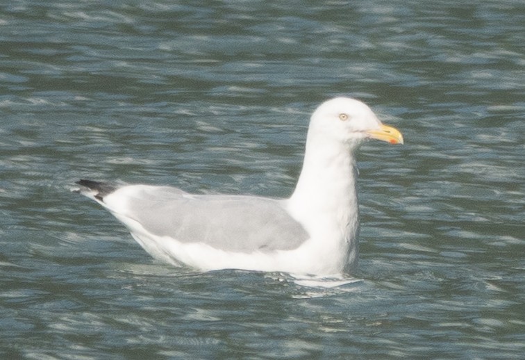 American Herring Gull - ML642460412