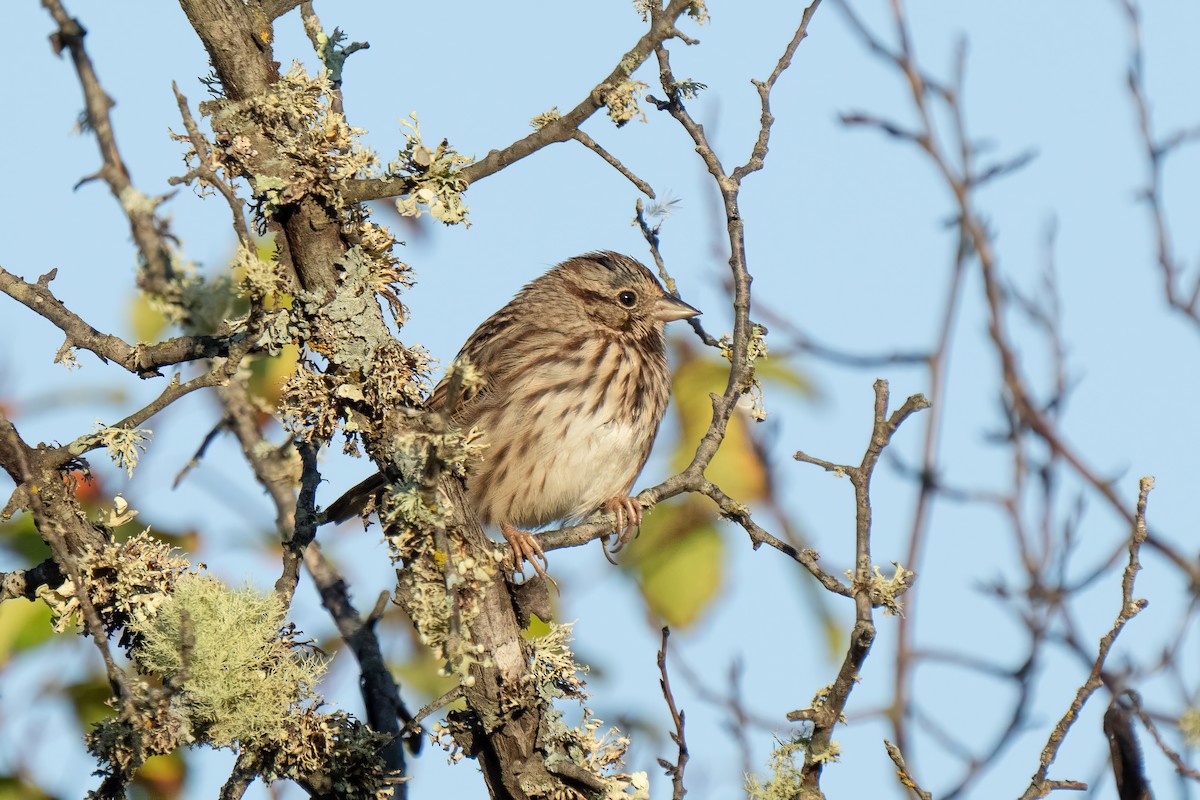 Song Sparrow - ML642460460