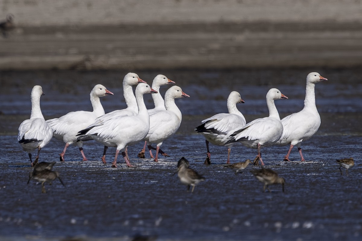 Snow Goose - ML642460466