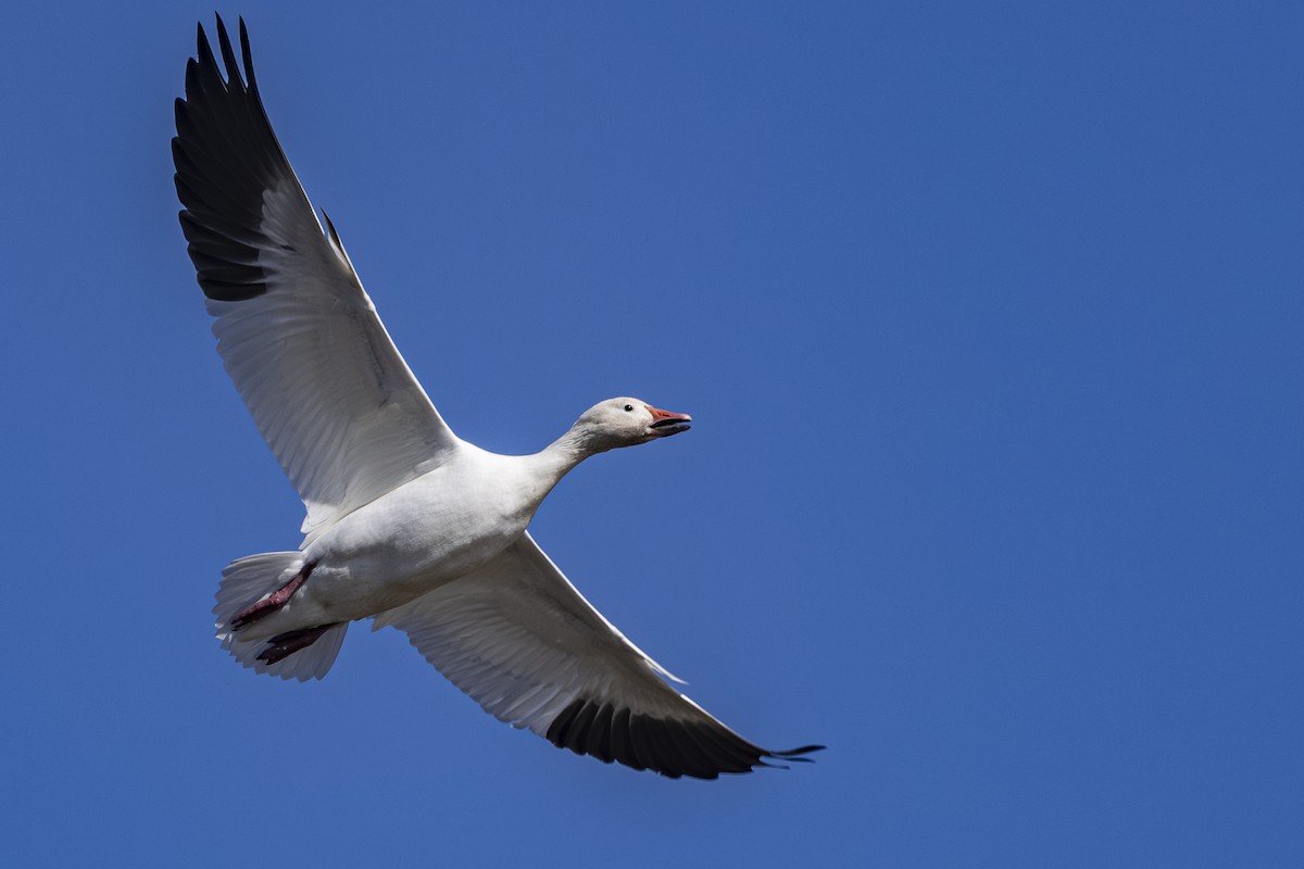 Snow Goose - ML642460468