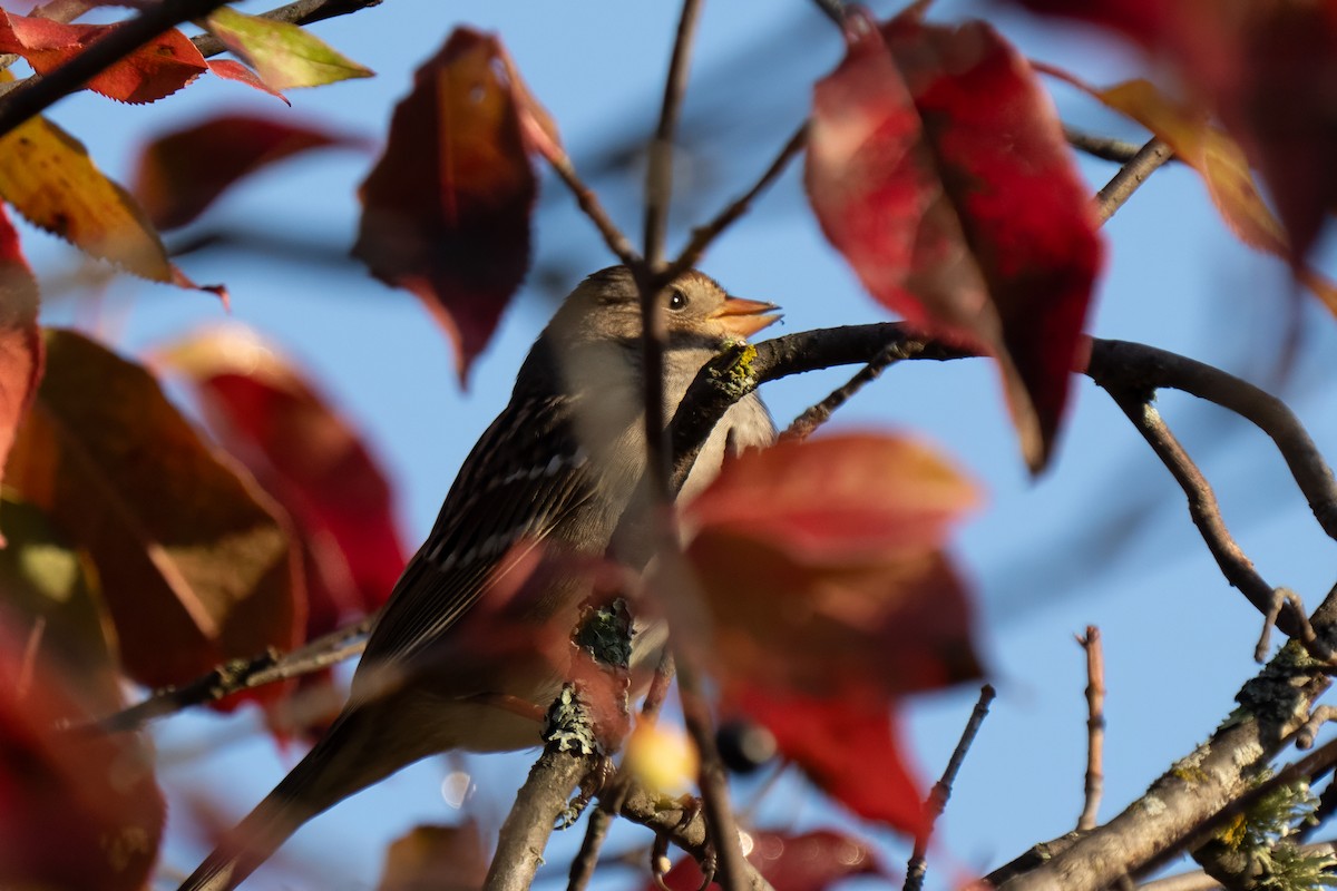 White-crowned Sparrow - ML642460473