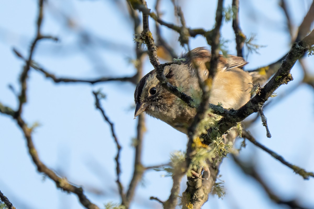 Swamp Sparrow - ML642460481