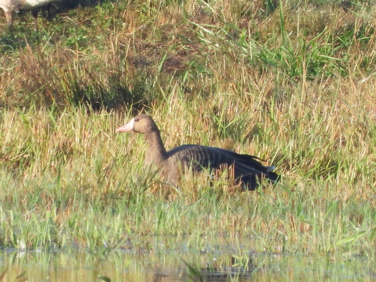 Greater White-fronted Goose (Western) - ML642460519