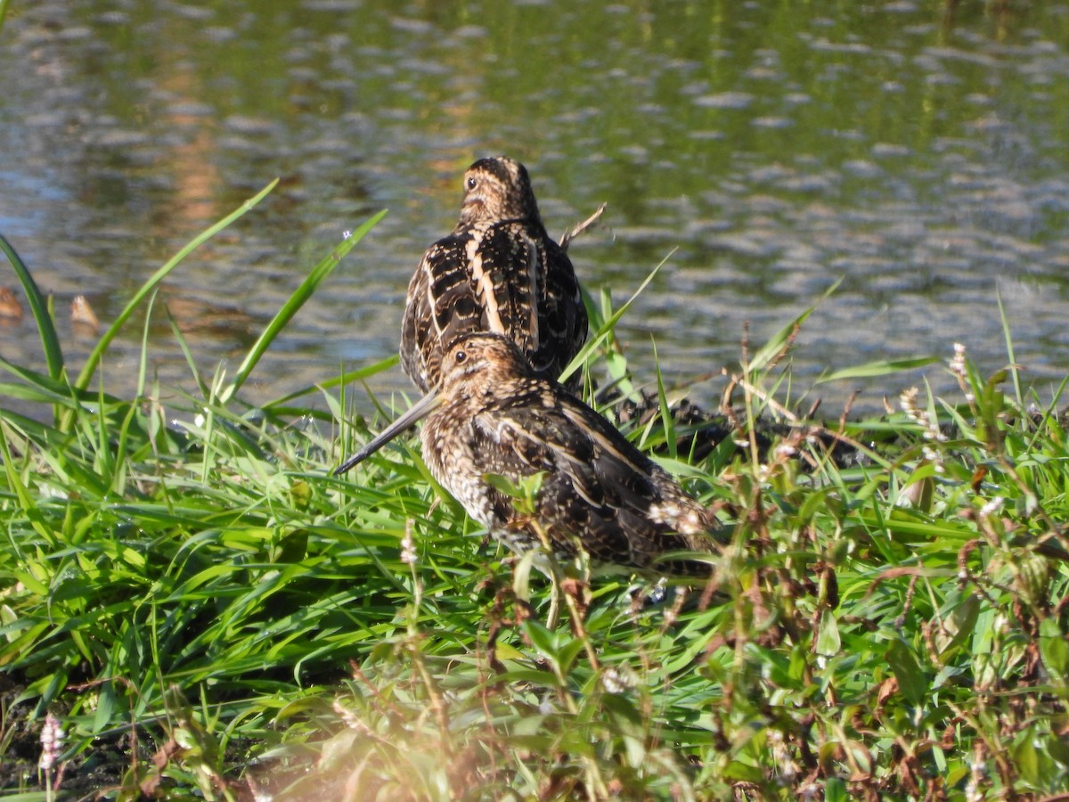 Wilson's Snipe - ML642460569