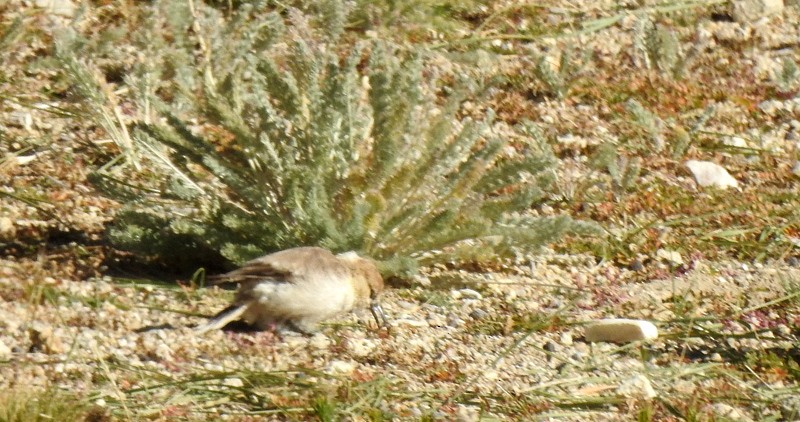 Ground Tit - ML642460579