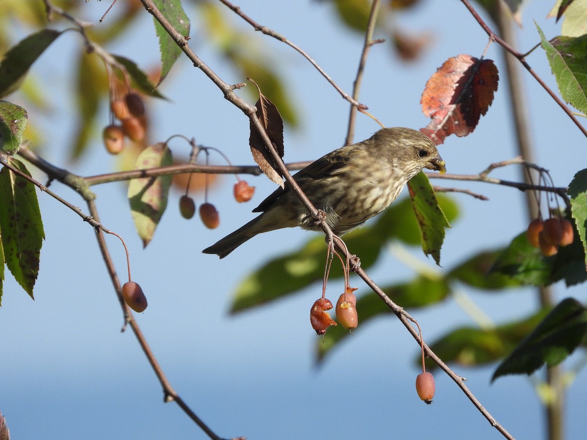 Purple Finch (Western) - ML642460581