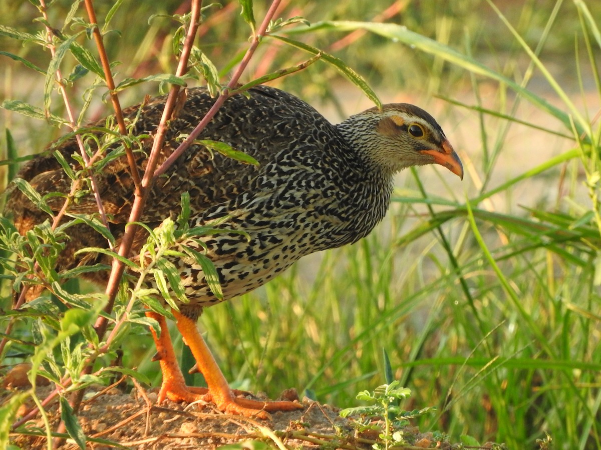 Heuglin's Spurfowl - ML642460588