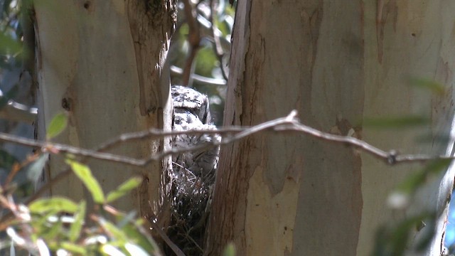 Tawny Frogmouth - ML642460593