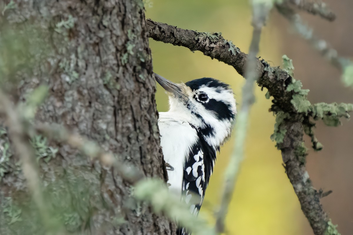 Hairy Woodpecker - ML642460594