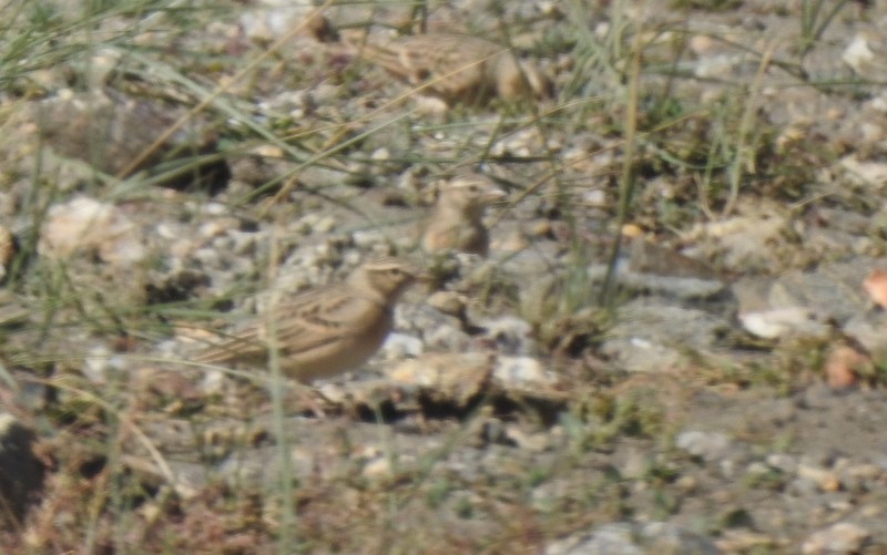 Талын жиргэмэл - ML642460595