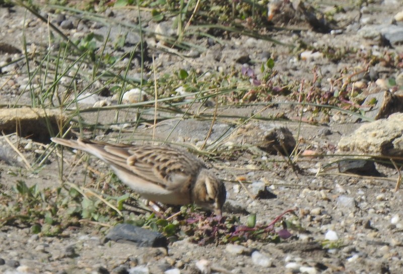 Талын жиргэмэл - ML642460596