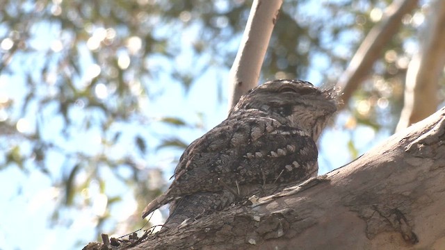 Tawny Frogmouth - ML642460597