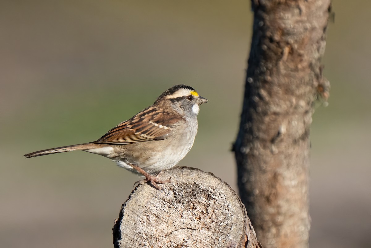 White-throated Sparrow - ML642460606