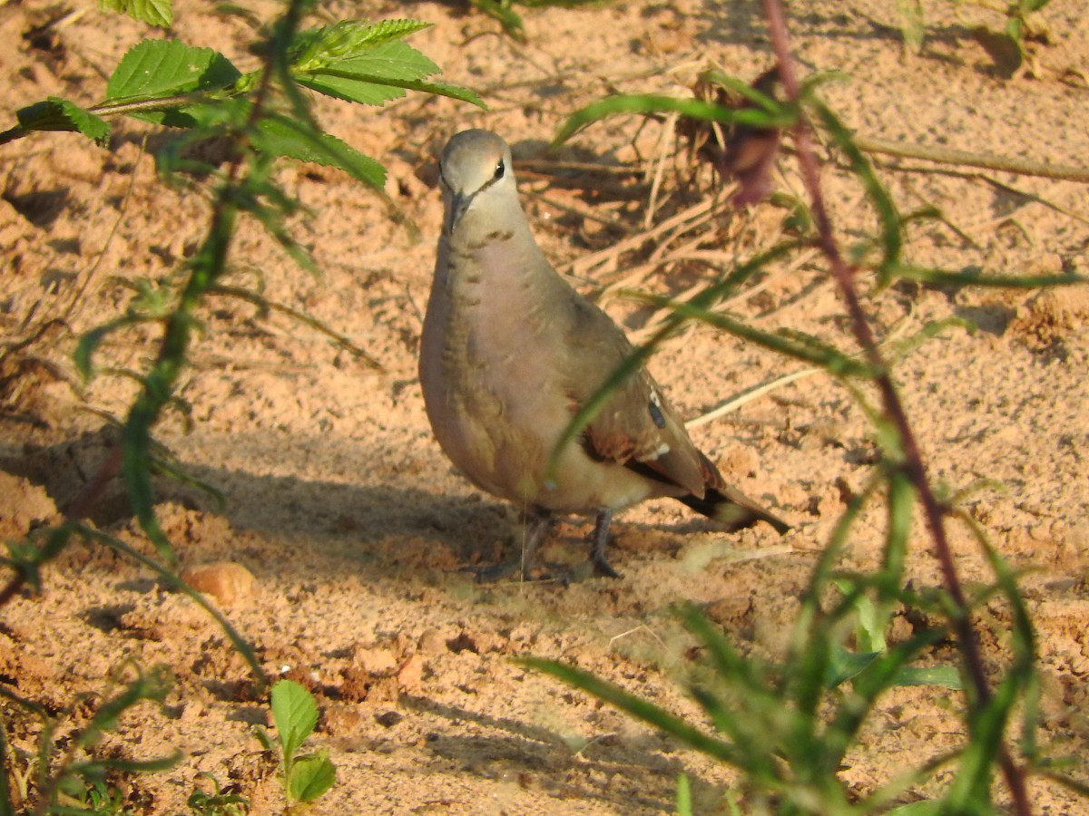 Black-billed Wood-Dove - ML642460607
