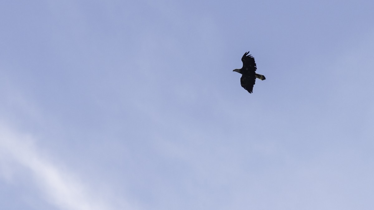 Bald Eagle - ML642460608