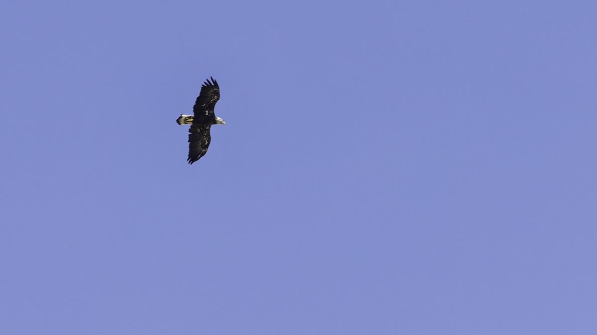 Bald Eagle - ML642460615