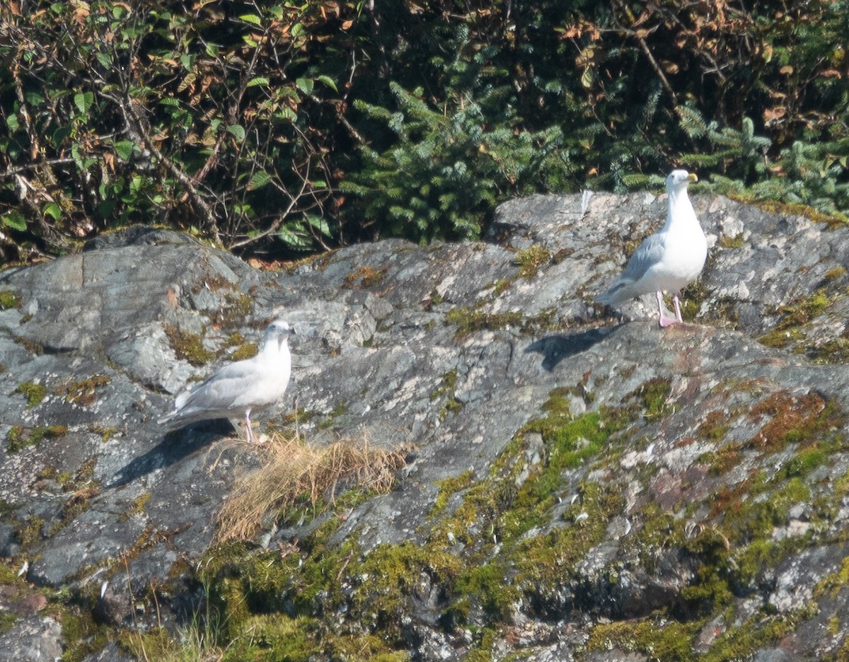 Glaucous-winged Gull - ML642460644