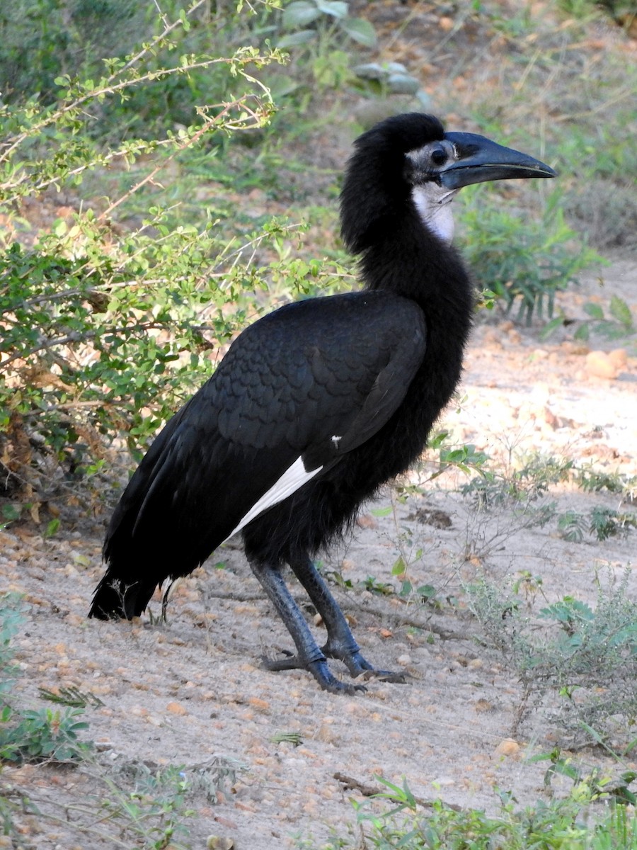 Abyssinian Ground-Hornbill - ML642460645