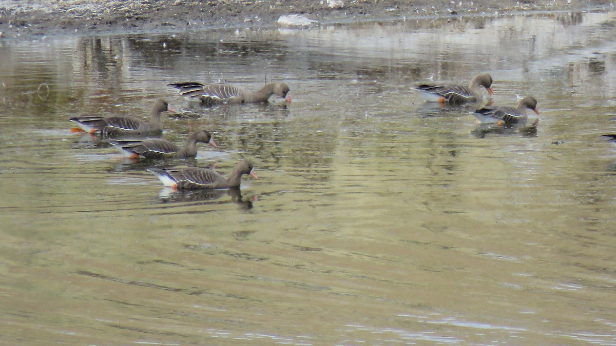 Greater White-fronted Goose - ML642460681