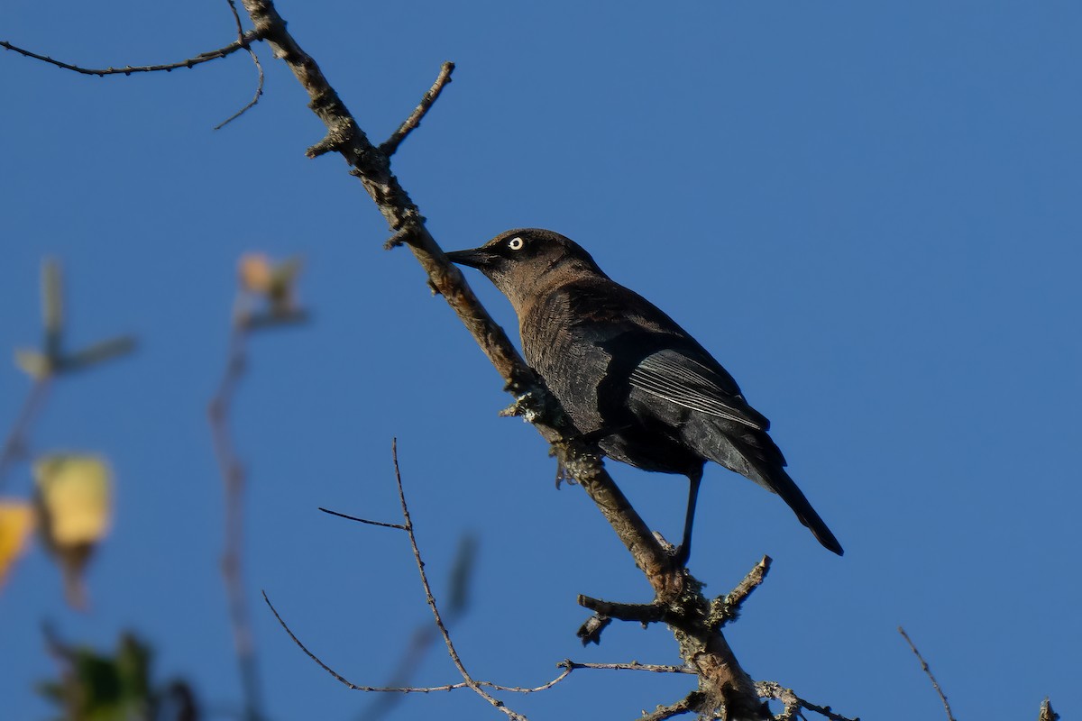 Rusty Blackbird - ML642460683