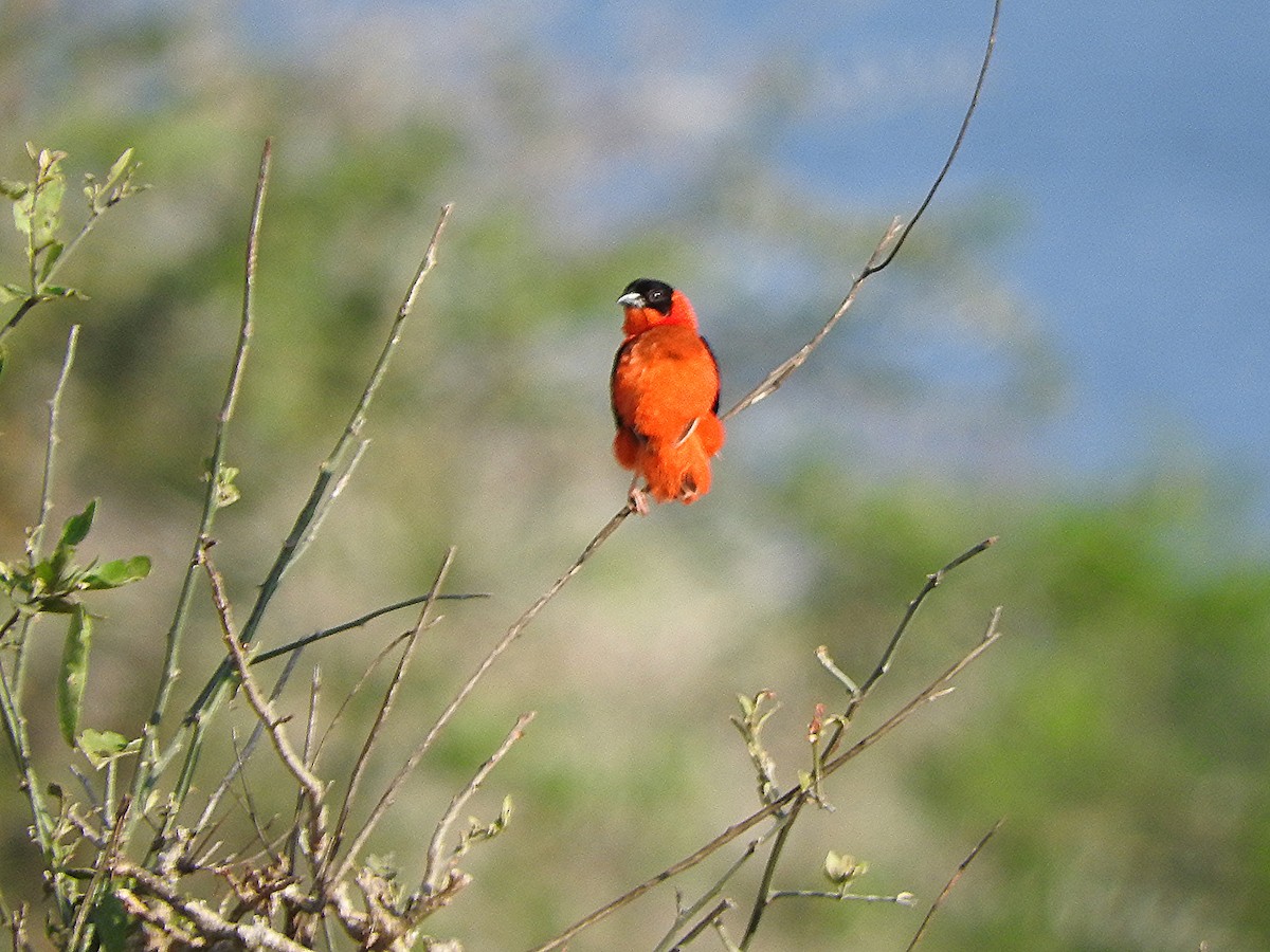 Northern Red Bishop - ML642460693