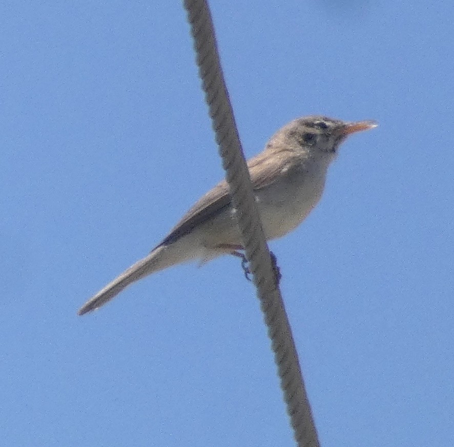 Upcher's Warbler - ML642460709