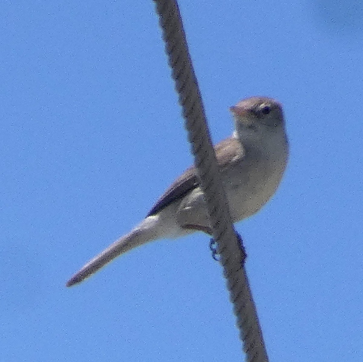 Upcher's Warbler - ML642460710