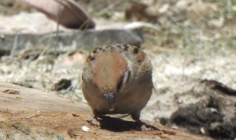 Moineau friquet - ML642460731