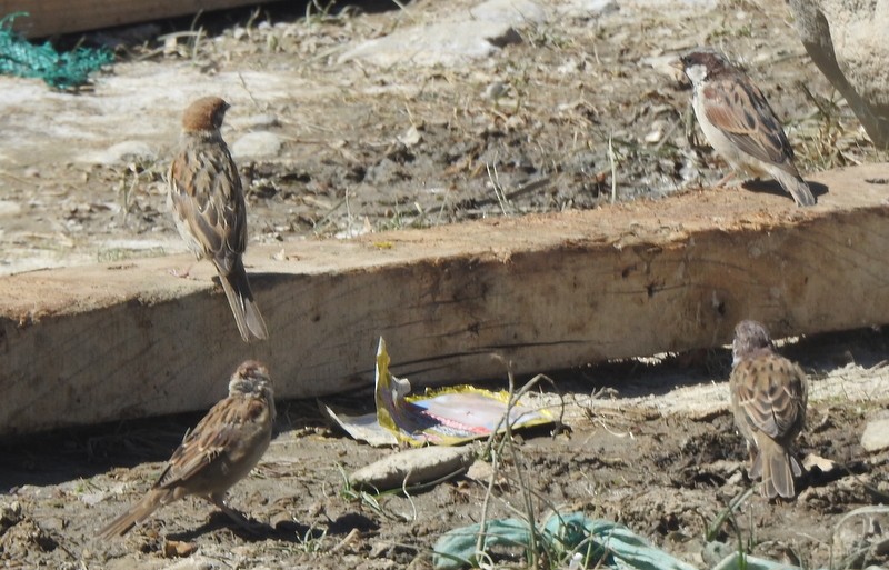 Moineau friquet - ML642460732